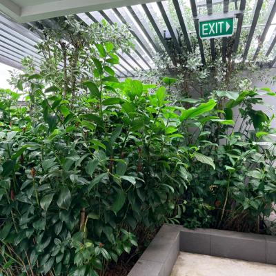 Peak Residence 19